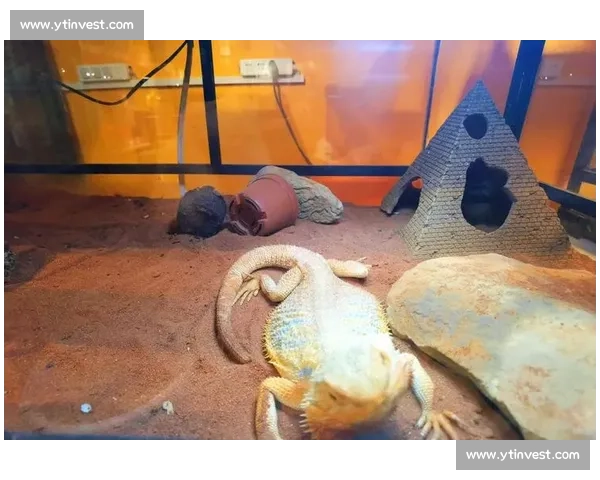 畅享家庭观赛乐趣体育赛事沉浸式体验全攻略